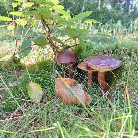 Plesivka Abertamy