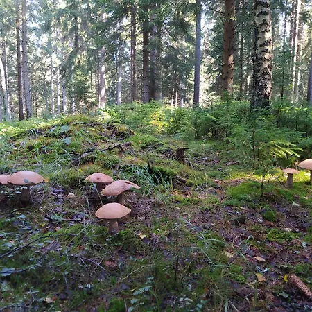 Chalet Plesivka Abertamy
