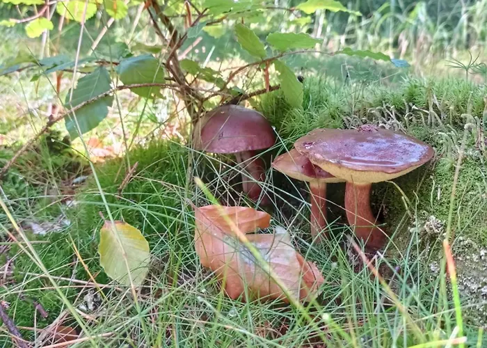 Plesivka Abertamy