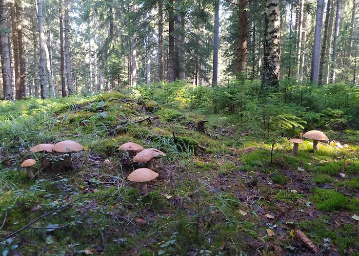 Шале Plesivka Абертами